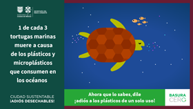 1 de cada 3 tortugas marinas